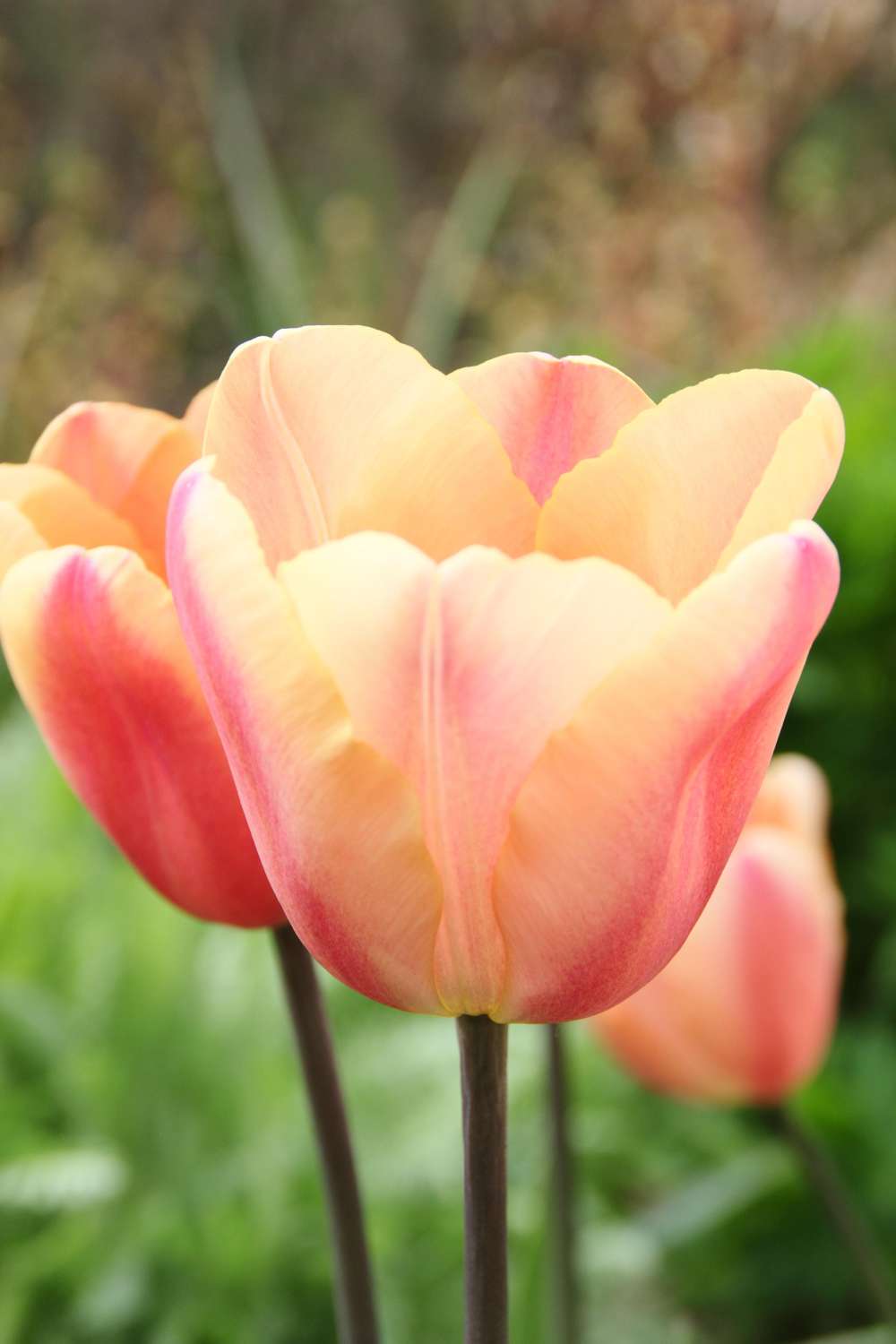 Tulpan 'Apricot Foxx'